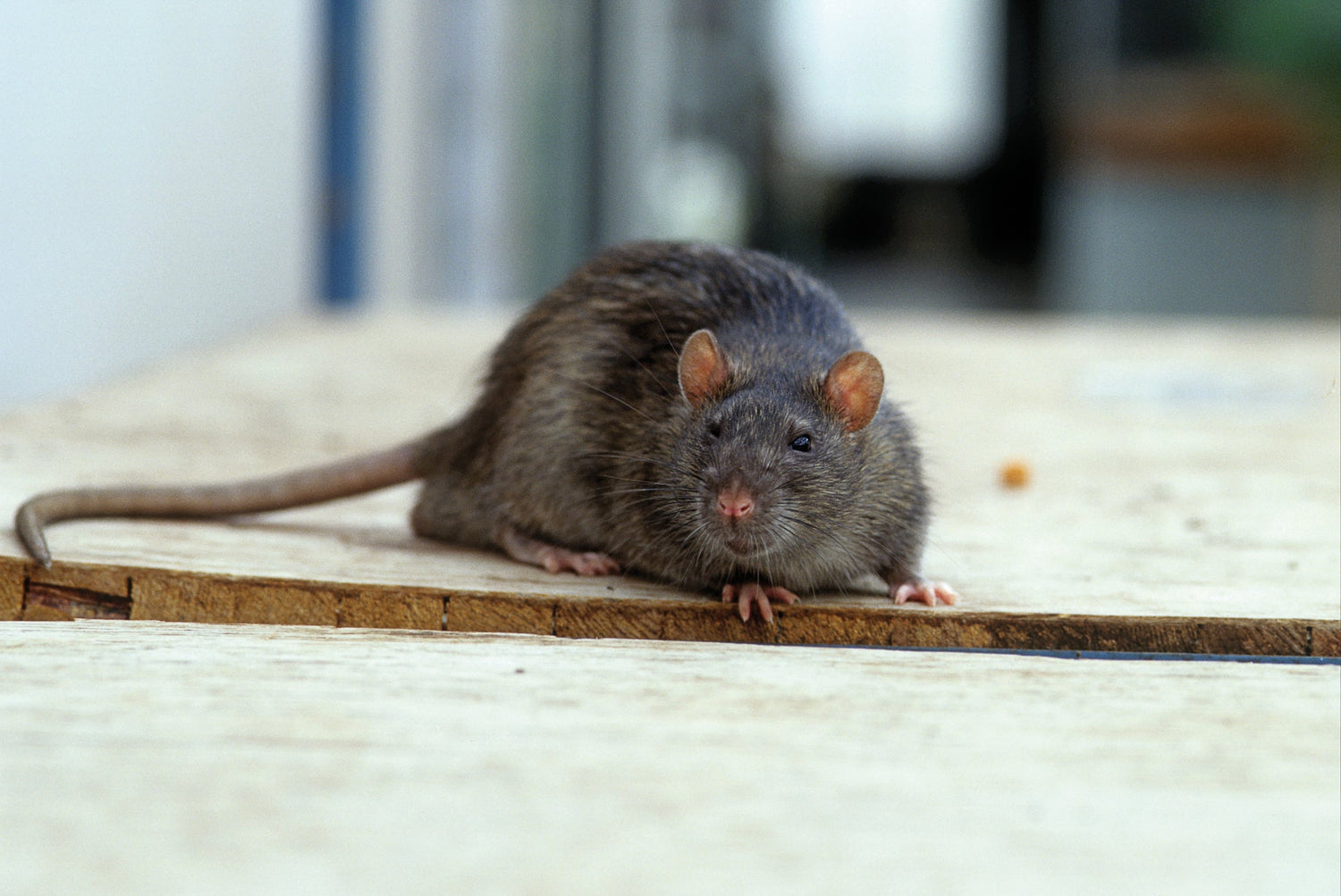 Ratten bekämpfen