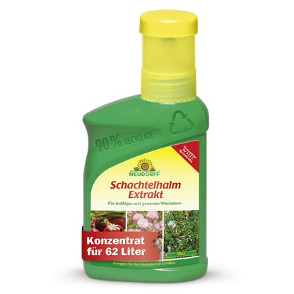 Schachtelhalm Extrakt