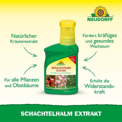 Schachtelhalm Extrakt