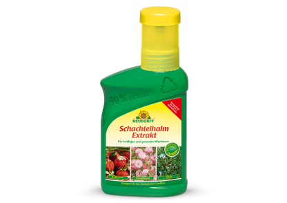 Schachtelhalm Extrakt