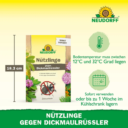 Nützlinge gegen Dickmaulrüssler