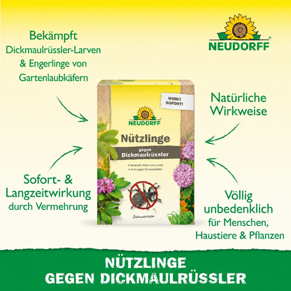 Nützlinge gegen Dickmaulrüssler