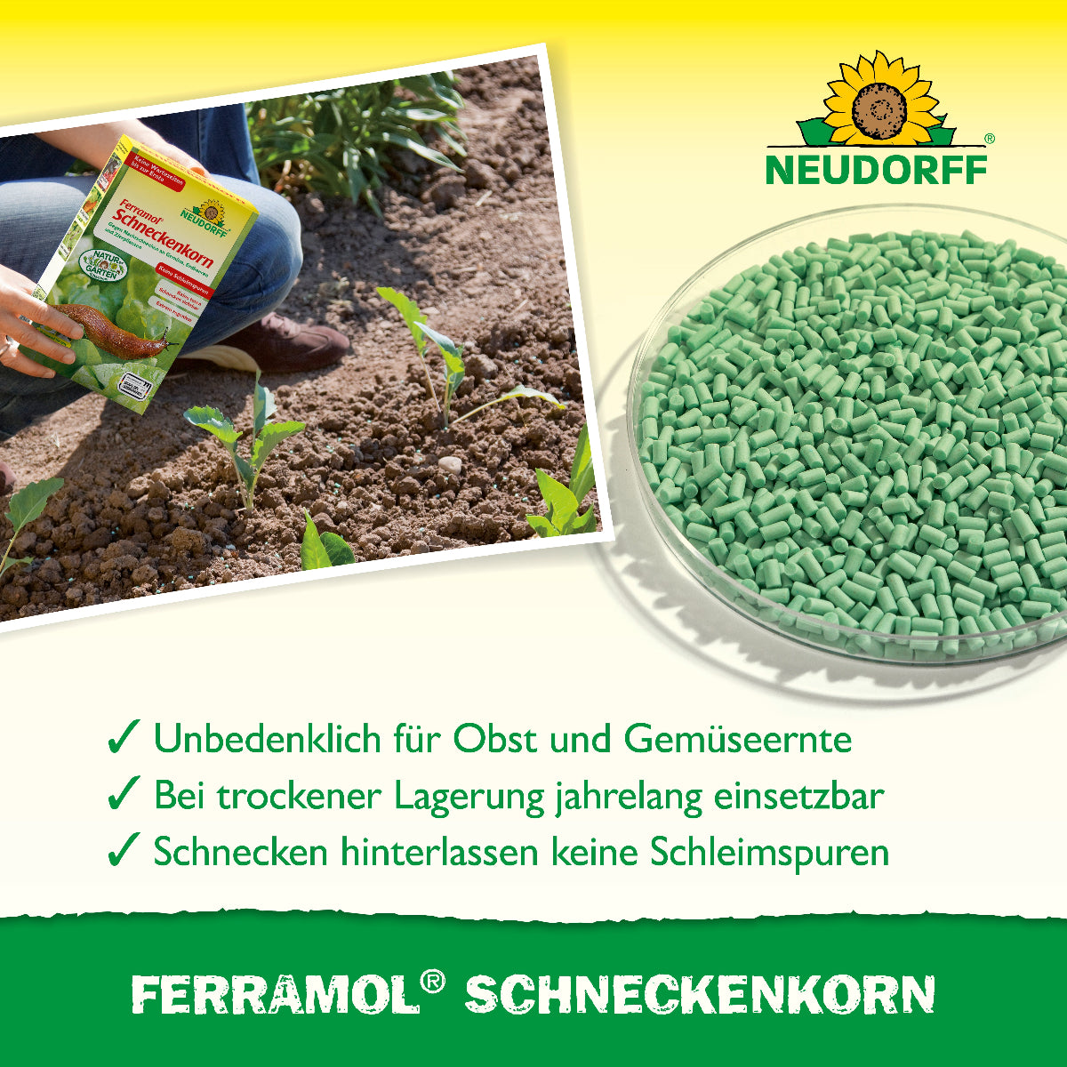 Ferramol Schneckenkorn wird gleichmäßig im Beet ausgebracht und ermöglicht eine unbedenkliche Obst- und Gemüseernte, sowie eine Schneckenbekämpfung ohne Schleimspuren