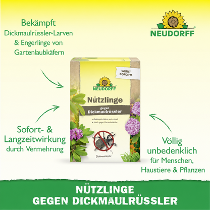 Nützlinge gegen Dickmaulrüssler