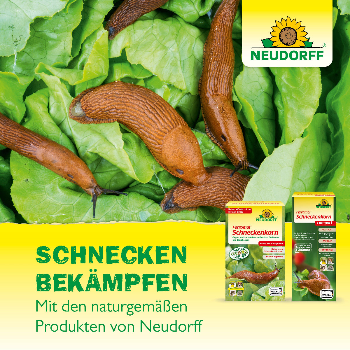 Nacktschnecken verursachen Fraßschäden an Salatpflanzen, während naturgemäße Produkte eine wirksame und pflanzenschonende Schneckenbekämpfung ermöglichen