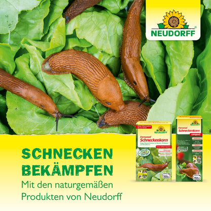 Nacktschnecken verursachen Fraßschäden an Salatpflanzen, während naturgemäße Produkte eine wirksame und pflanzenschonende Schneckenbekämpfung ermöglichen