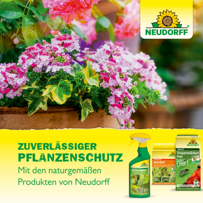 Spruzit Schädlingsfrei RosenSpray