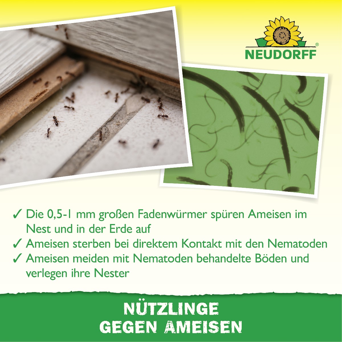 Nützlinge gegen Ameisen von Neudorff bekämpfen Ameisen auf natürliche Weise - Ameisen sterben beim Kontakt mit den Fadenwürmern