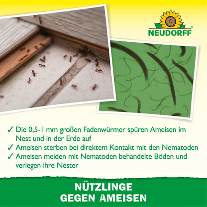 Nützlinge gegen Ameisen von Neudorff bekämpfen Ameisen auf natürliche Weise - Ameisen sterben beim Kontakt mit den Fadenwürmern
