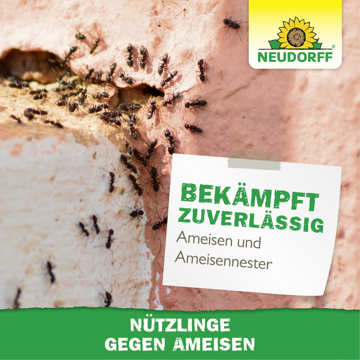 Gegen Ameisen im Rasen, auf der Terrasse und im Garten helfen Nematoden bzw. Nützlinge gegen Ameisen von Neudorff, die natürlichen Feinde der Ameise