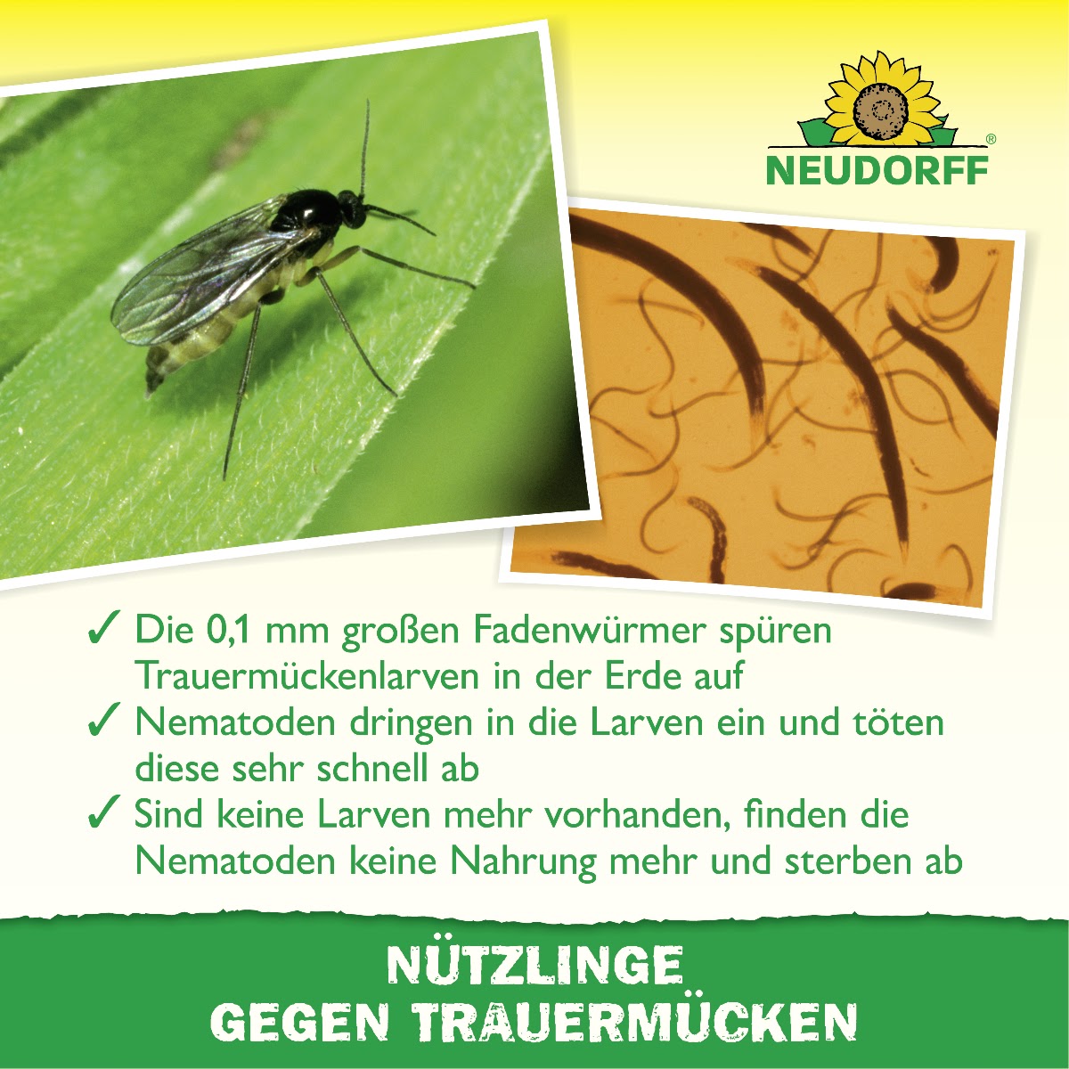 Bild von einer Trauermücke und SF-Nematoden, darunter Informationen zur Funktion des Produktes