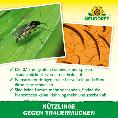 Bild von einer Trauermücke und SF-Nematoden, darunter Informationen zur Funktion des Produktes